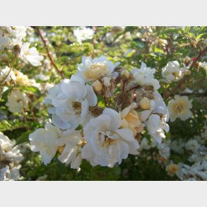 Rosa helenae se Petersens Helena