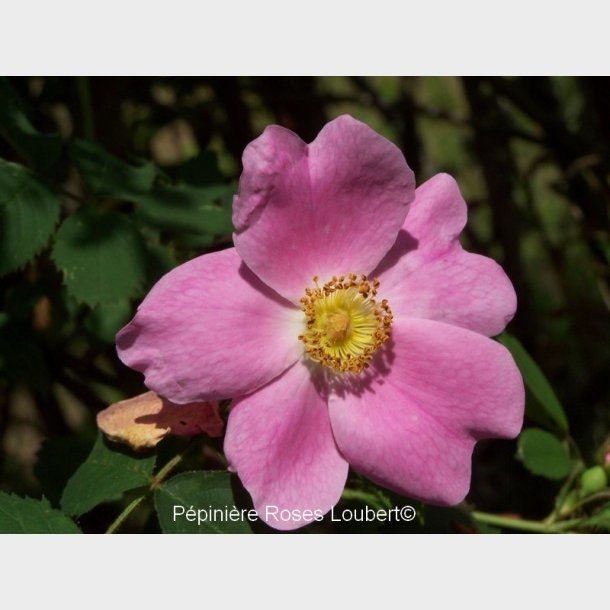 Rosa marginata