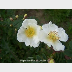 Rosa omeiensis pteracantha