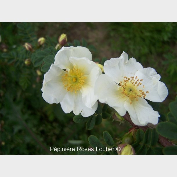 Rosa omeiensis pteracantha