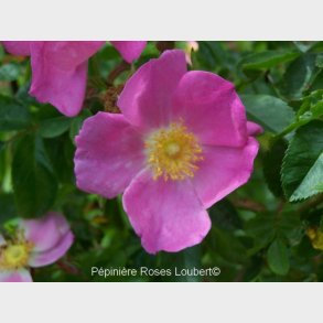 Rosa palustris nattalliana
