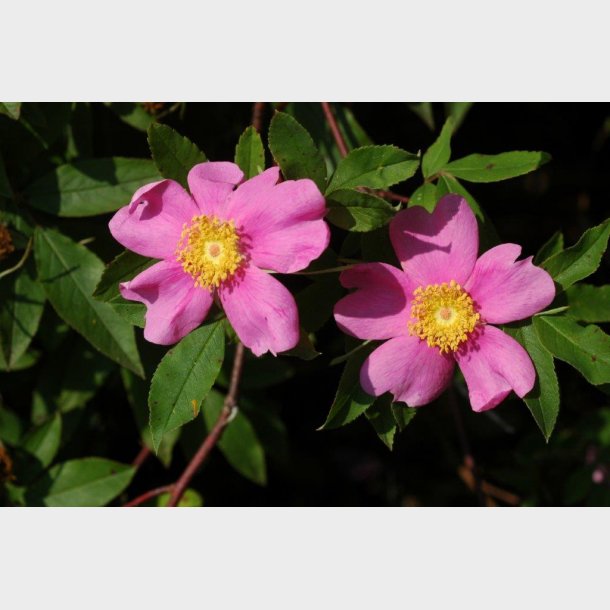 Rosa palustris