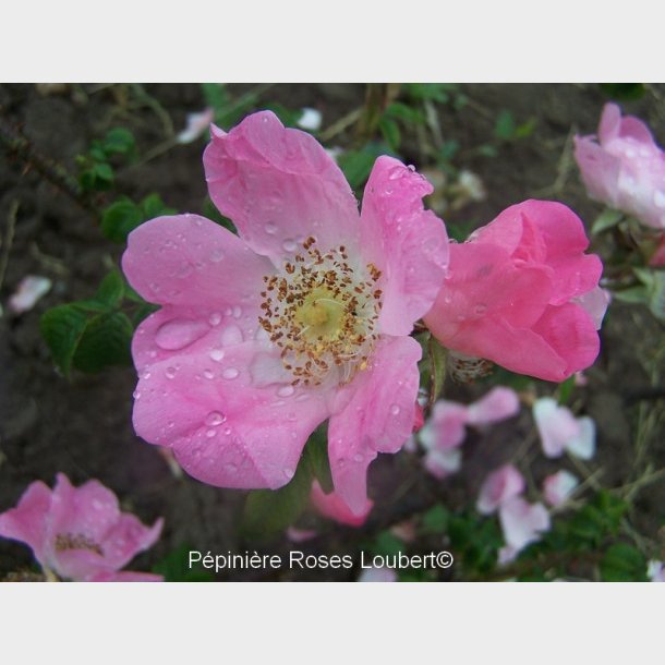 Rosa paulii repens rosea