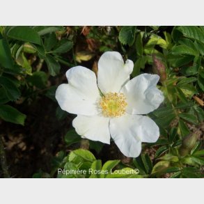 Rosa paulii repens