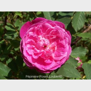 Rosa pendulina gracilis