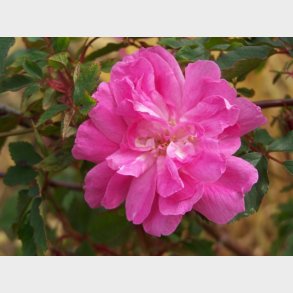 Rosa pendulina morlettii