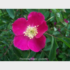 Rosa pendulina