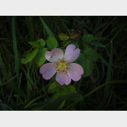 Rosa rubiginosa (�blerose)
