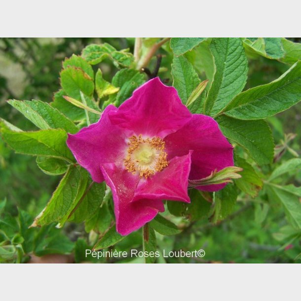 R. rugosa glandulosa