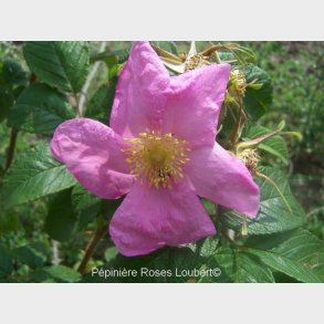Rosa rugotida