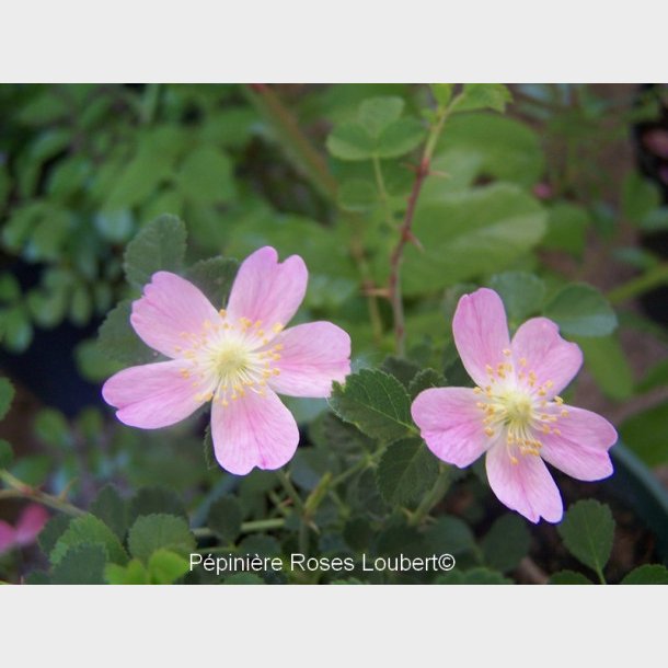 Rosa sicula