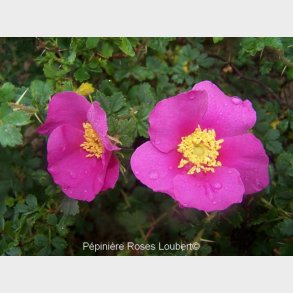 Rosa stellata mirifica