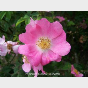 Rosa canina Andersonii