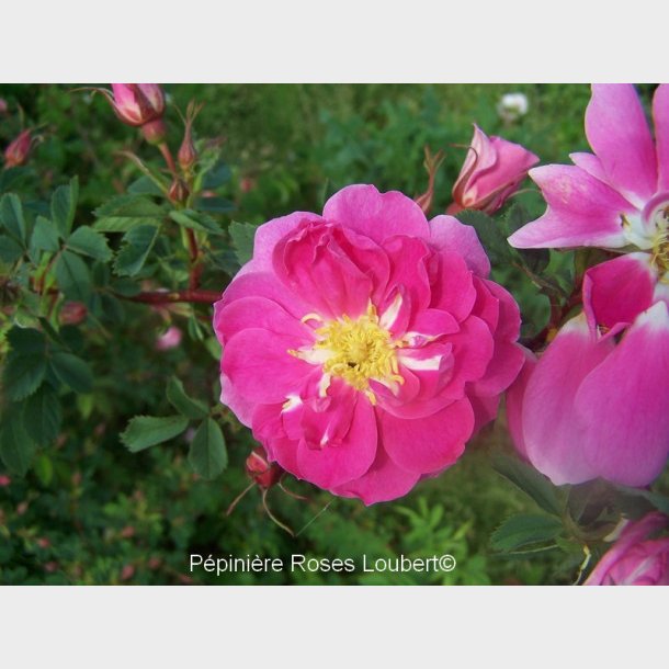 Rosa californica plena