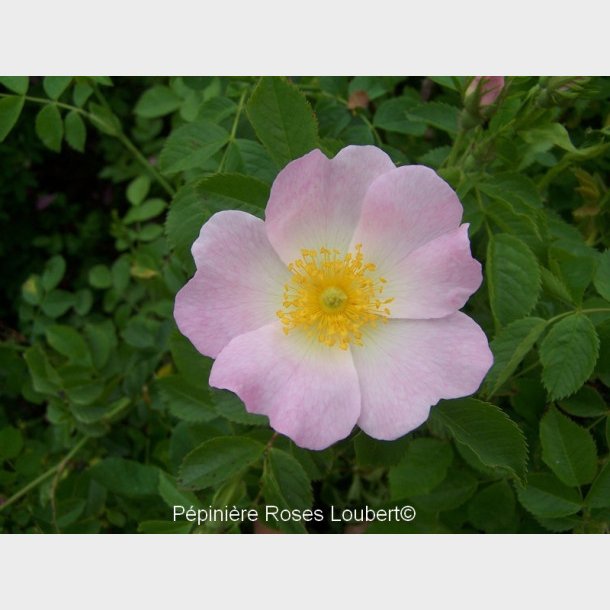 Rosa canina exilis