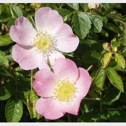 Rosa rubiginosa (�blerose)