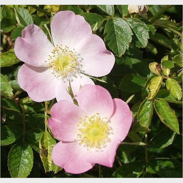 Rosa rubiginosa (blerose)