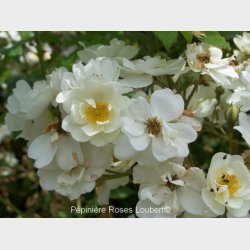 Rambling Rector