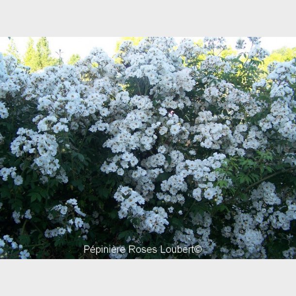 Rambling Rector