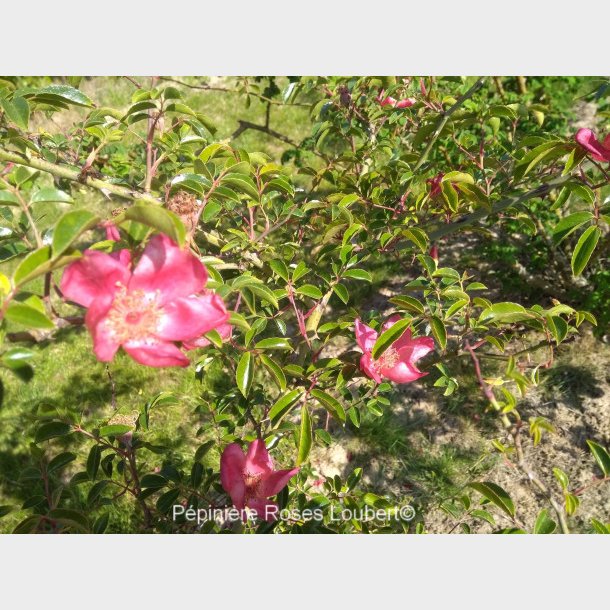 Rosa chinensis spontanea