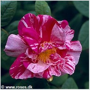 Rosa Mundi