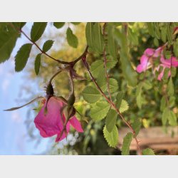 Rosa Thimii (for�r 2021)