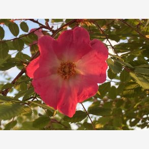 Rosa moyesii 'Thimii'