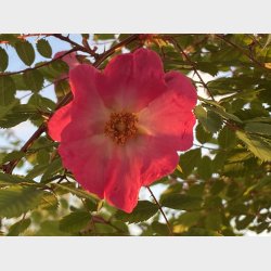 Rosa Thimii (for�r 2021)