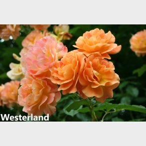 Westerland (Klatrerose)
