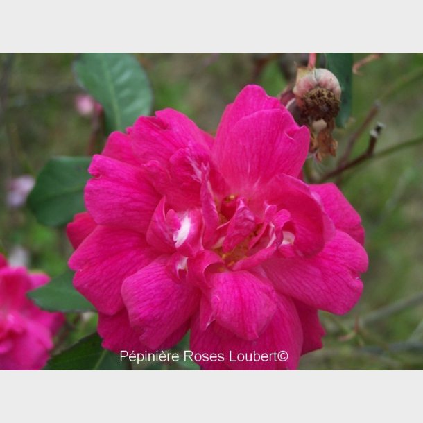 Rosa chinensis semperflorens