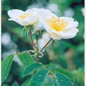 Rosa dupontii