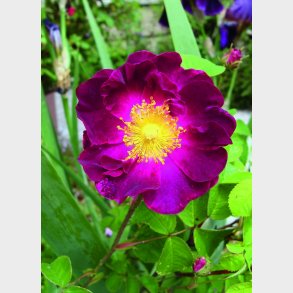 Violaceae (Belle Sultane)