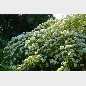 Rosa helenae hybrida