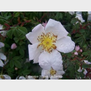 Rosa richardii