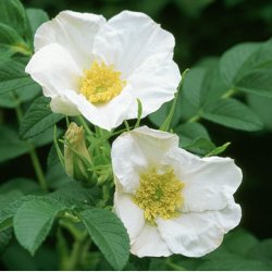 Rosa rugosa alba
