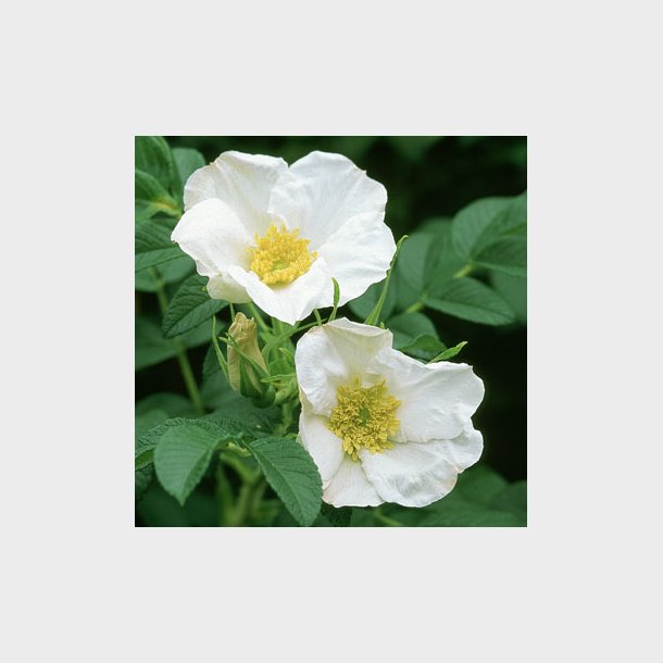 Rosa rugosa alba