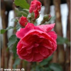 Rosarium Uetersen (Klatrerose)