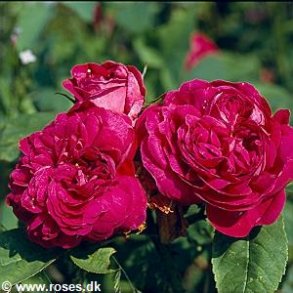 Rose de Resht (Rose de Rescht)