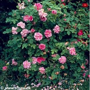 Rose des quatre saisons