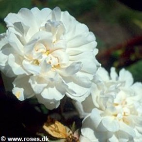 Rose des Quatres Saisons Blanc Mousseux