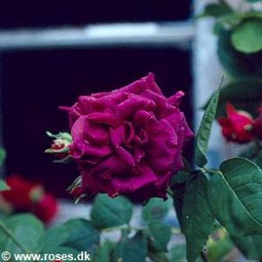 Rose du Roi a Fleur Pourpres