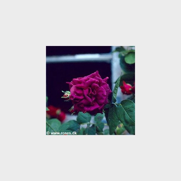 Rose du Roi  fleur Pourpres