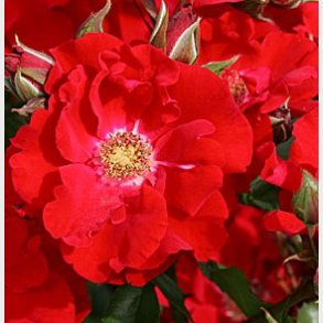 Roter Korsar (Klatrerose)