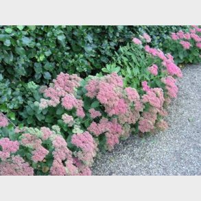 Sedum hybrid 'Herbstfreude' - Sankthansurt