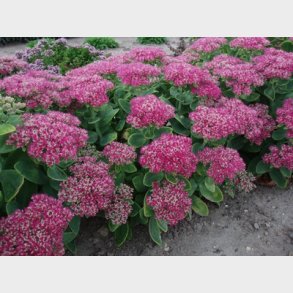 Sedum spectabile 'Carmen' - Kinesisk Stenurt