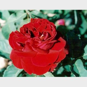 Souvenir d'Alphonse Lavallee