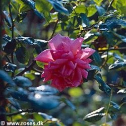 Clb. Souvenir de George Pernet