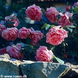 Clb. Souvenir de George Pernet