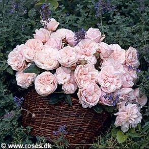 Souvenir de la Malmaison