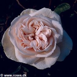 Souvenir de la Malmaison